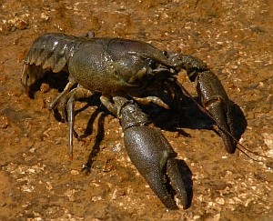 White-clawed Crayfish in western Cantabria
